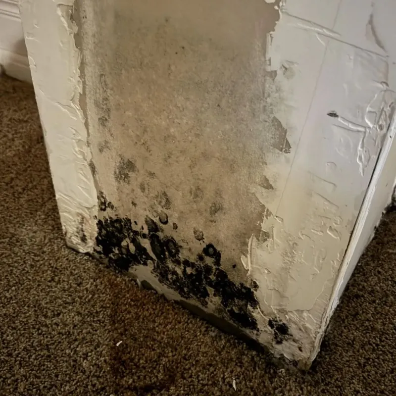 Professional Mold Removal in Santa Cruz County, CA